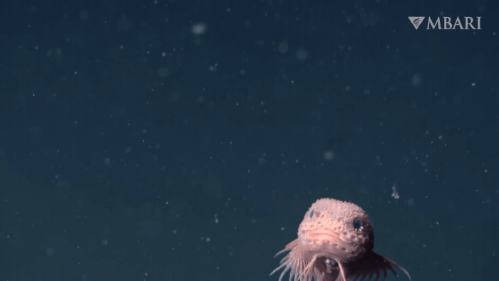 a gif of a newly discovered, light pink snailfish filmed swimming underwater