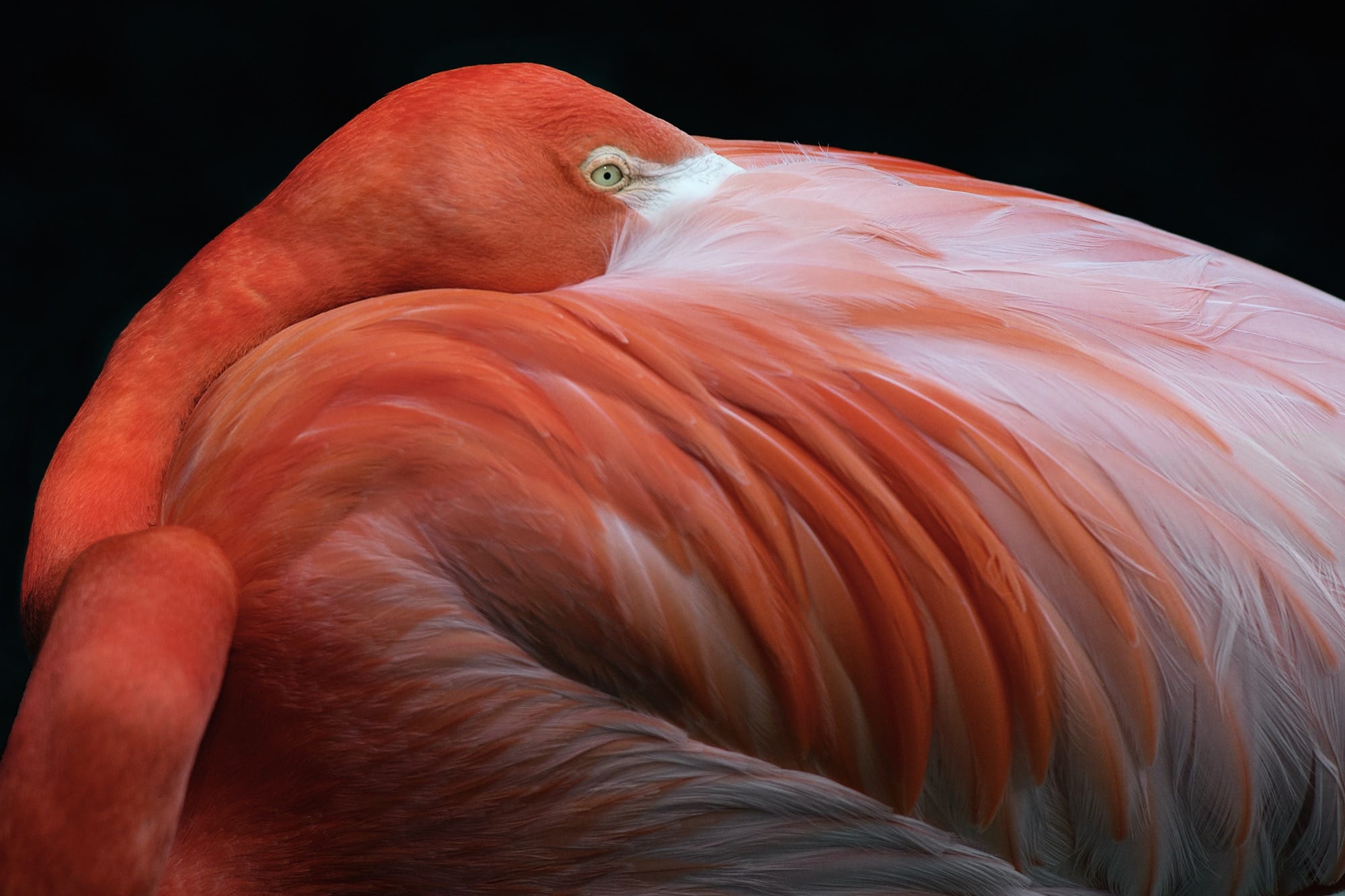 a photographic portrait of a pink flamingo with its head tucked into its wing plumage