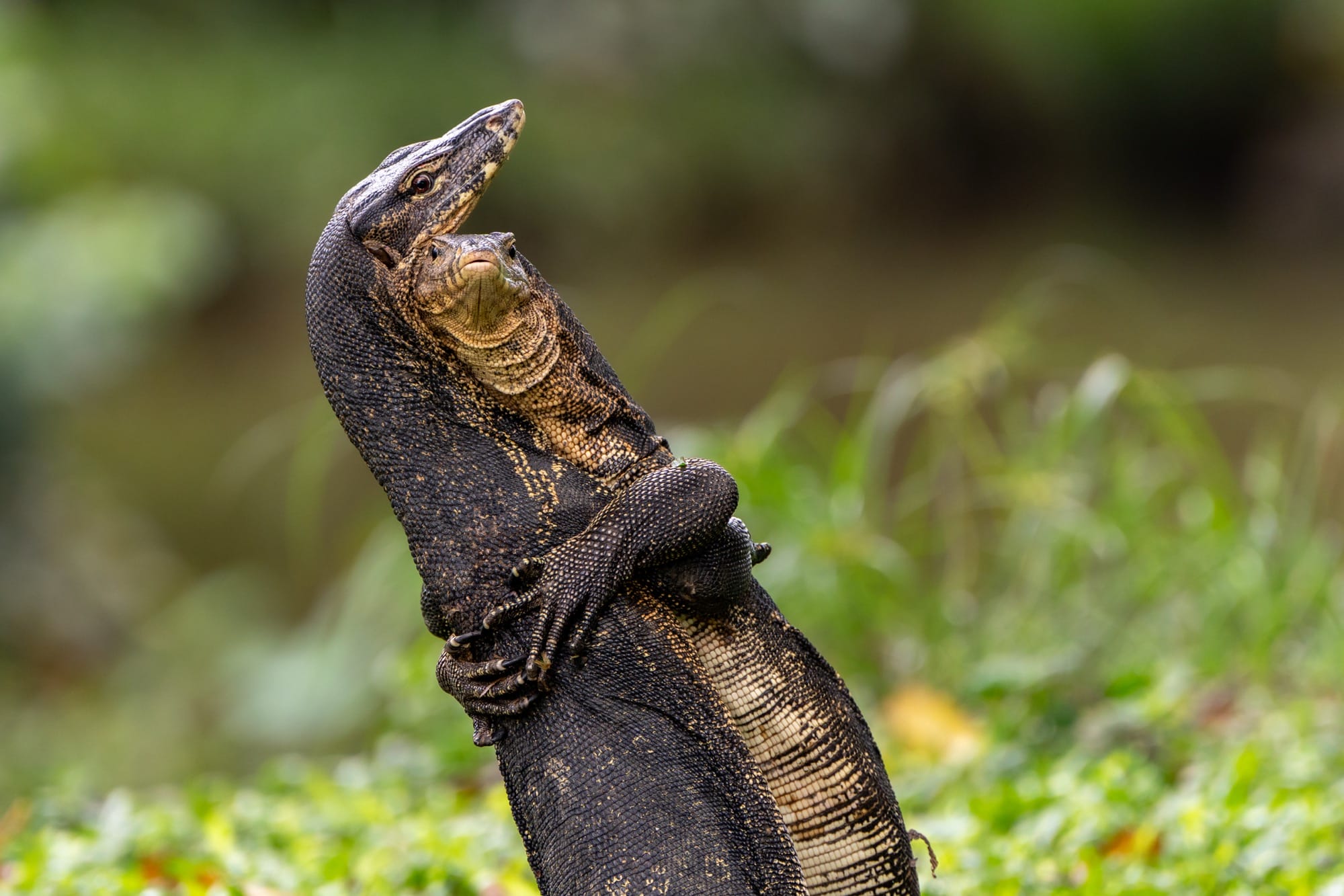 a photo by Jessica Emmett of two Asian water monitors locked in battle right by a main path in Bishan-Ang Mo Kio park, Singapore