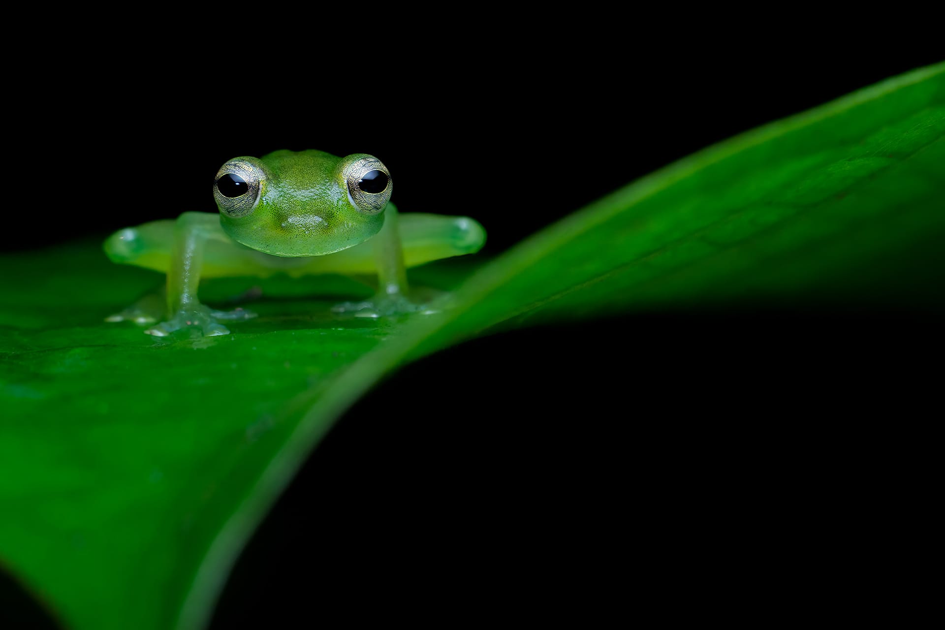 a photo by Guillaume Correa-Pimpao of a green frog sitting on a leaf