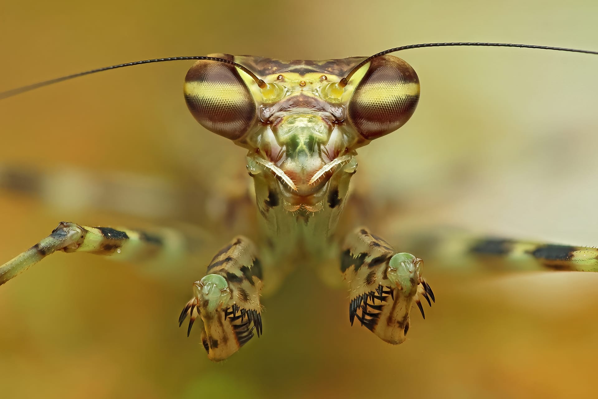 a close up photo by Jason McCombe of a Lichen Mantis