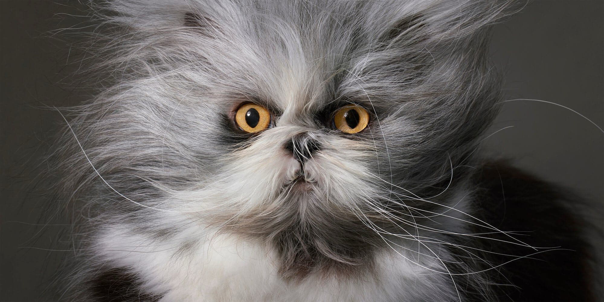 a photo by Tim Flach of a gray-and-white, tousled-looking, longhaired cat