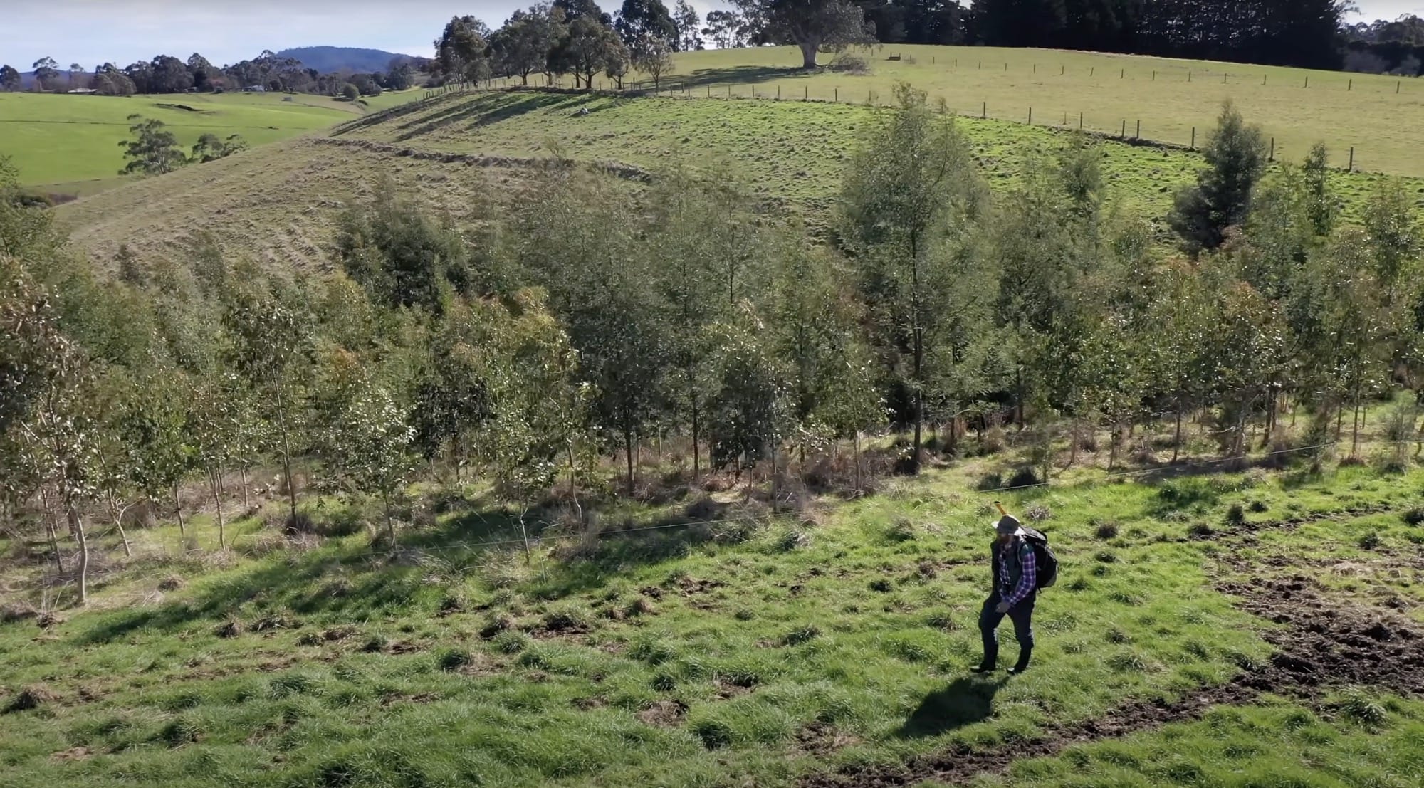 a still from a video showing Beau Miles walking through a field that he planted with trees