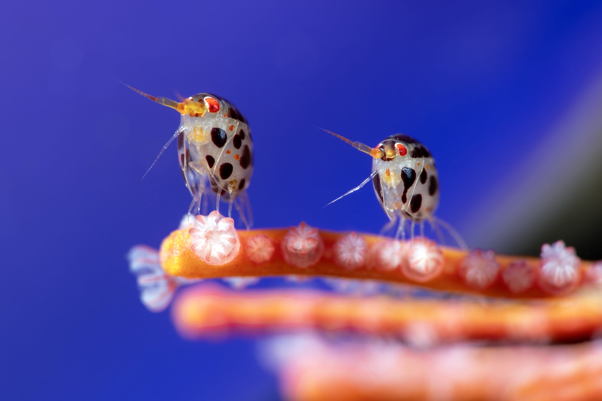 two very tiny sea creatures balance on a frond of coral