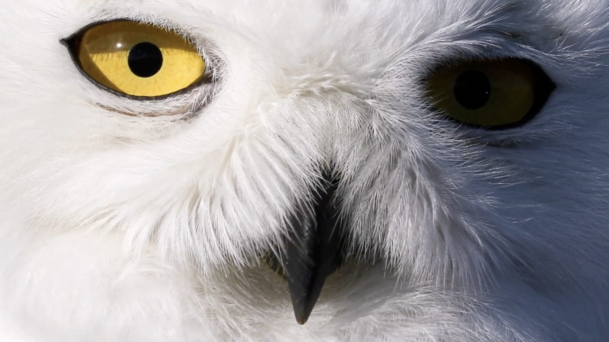 an up-close portrait of a snow owl's face